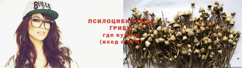 мега сайт  Микунь  Псилоцибиновые грибы Psilocybe 